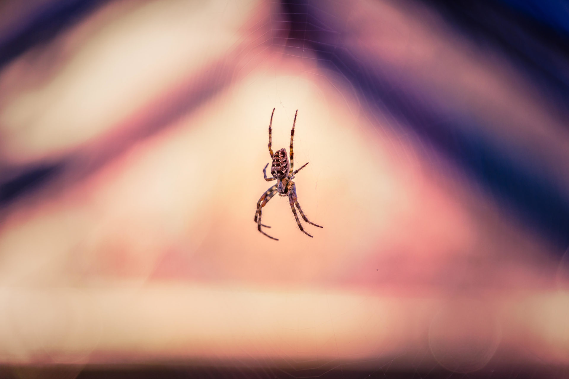 A common garden spider hanging from the roof of a green house. P