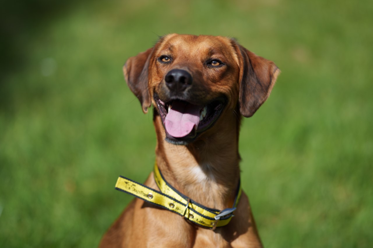 Rhodesian Ridgeback cross Wilbur, who was adopted from Dogs Trust Ireland, is being hailed a hero after saving his sleeping family from a house fire