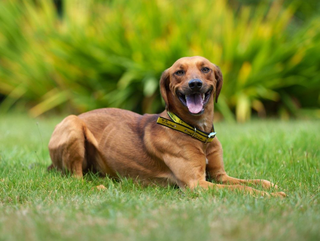 Dog praised for saving family from house fire - 'He saved me and my son ...
