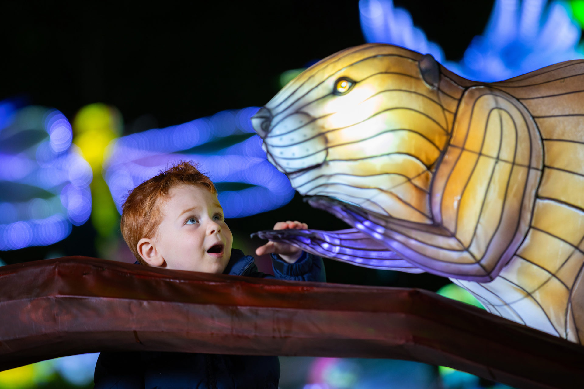 Wild Lights At Dublin Zoo Returns With A Brand New Theme ‘The Magic Of