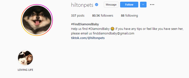 Paris Hilton Hires Pet Detective To Find Her Missing Dog 'Diamond Baby ...