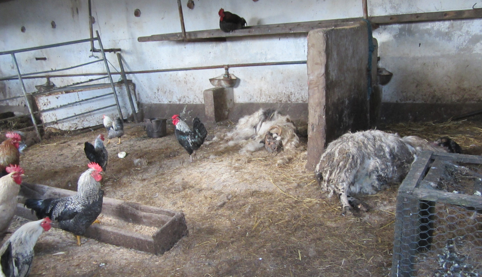 Chickens near an unburied sheep carcass. Image: ISPCA News
