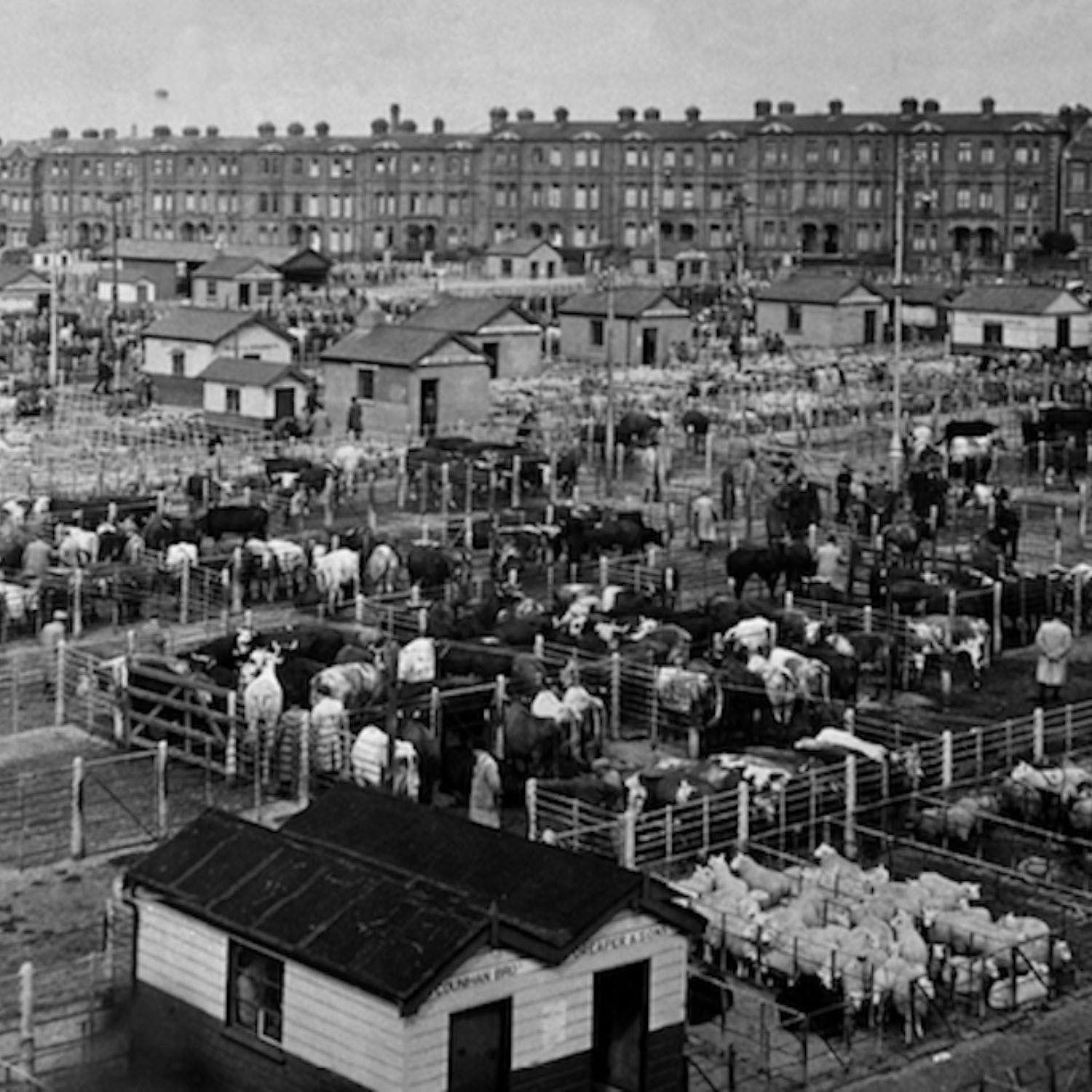 The History Of Dublin Metropolitan Cattle Market Newstalk the-history-of-dublin-metropolitan-cattle-market-newstalk
