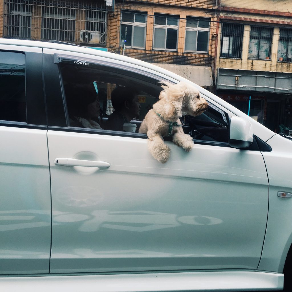 dog. Image shows a dog leaning out of the window of a white car.