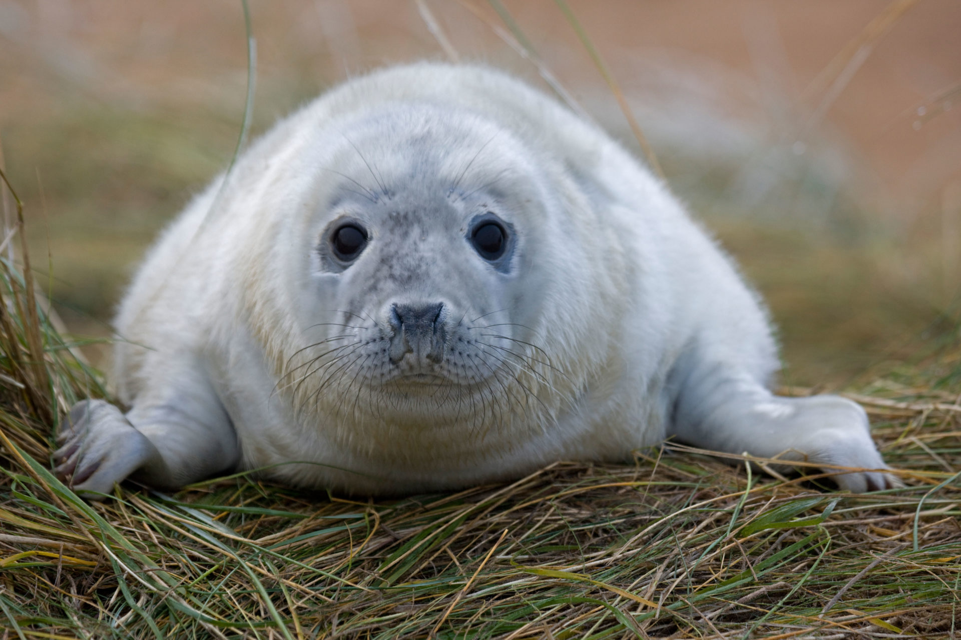 Kerry tourists accidently killed seal pup in quest for selfie | Newstalk