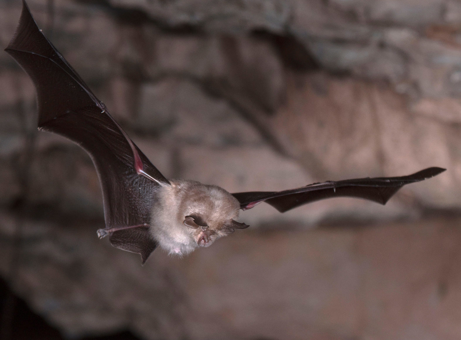 Kerry housing refused permission due to bat colony 'like a cruel joke