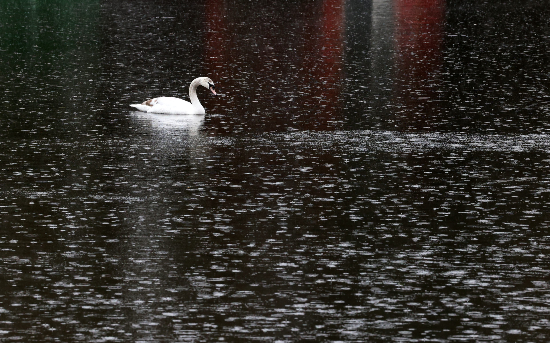 A swan in St Stephens Green, Dublin during heavy rain. Image: Sam Boal/RollingNews