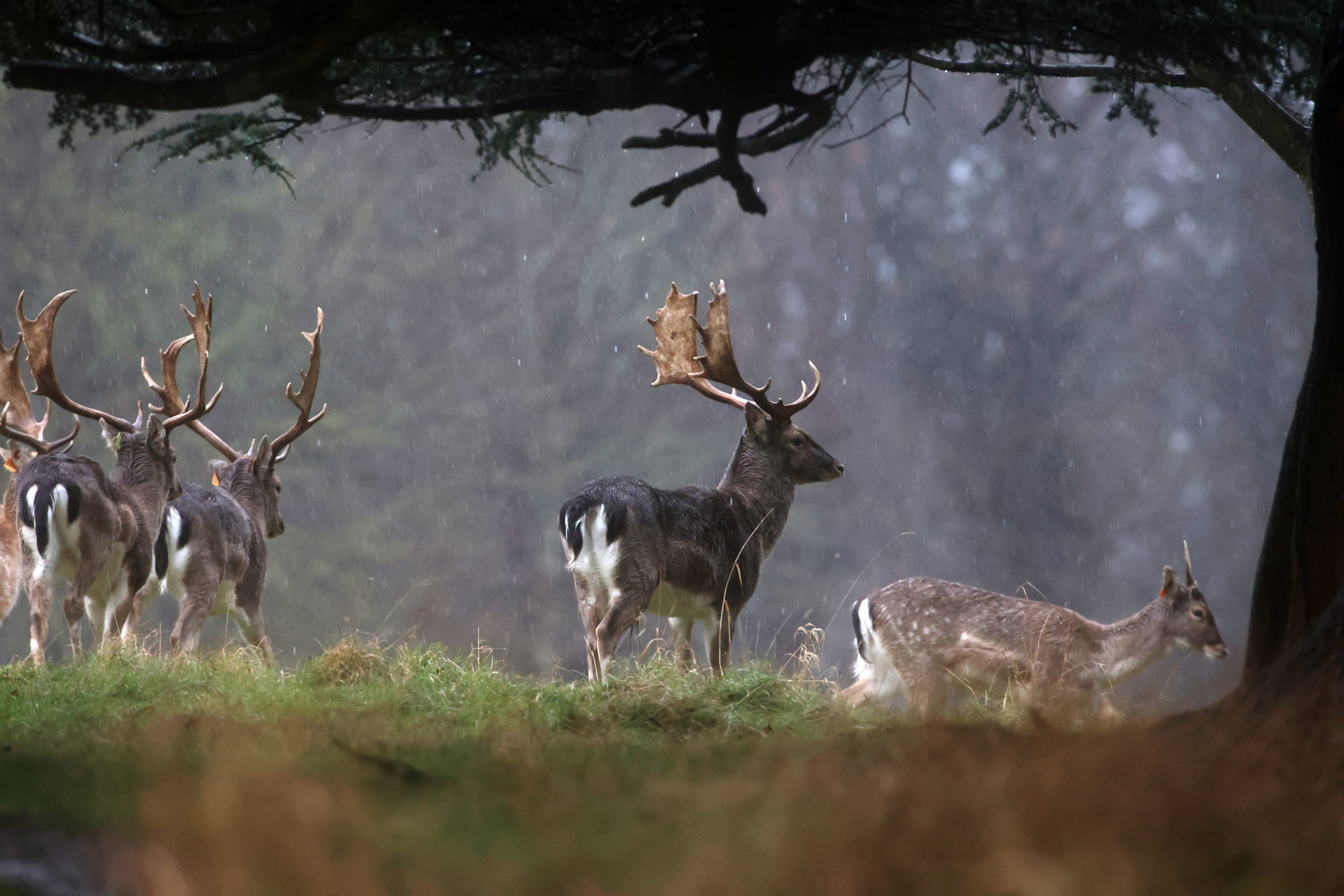A stag and fallow in Phoenix Park, Dublin during heavy rain. Image: Sam Boal/RollingNews