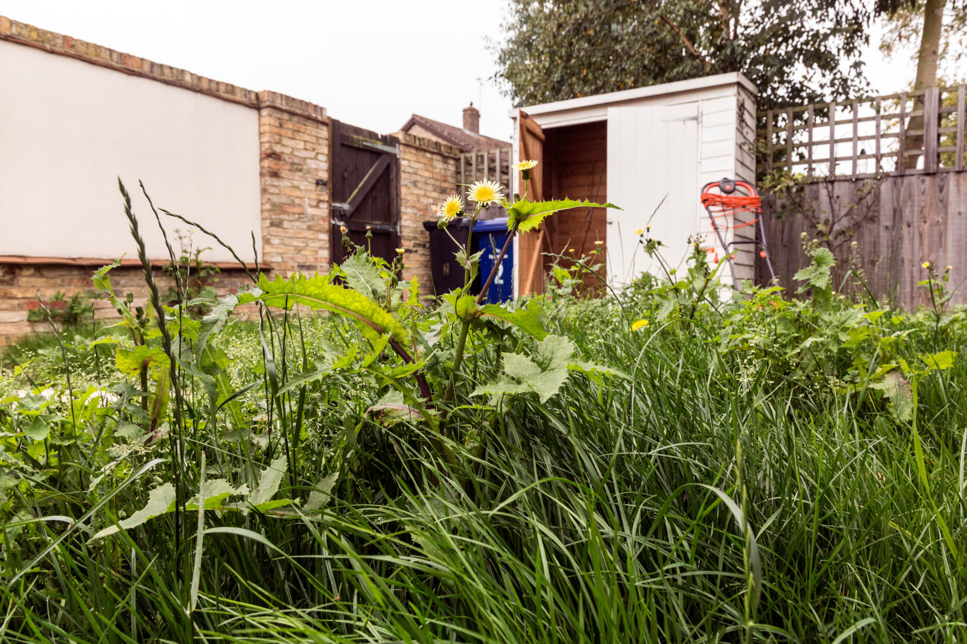 No Mow May: 'It's patronising for humans to decide what is a weed' - Vimarsana News
