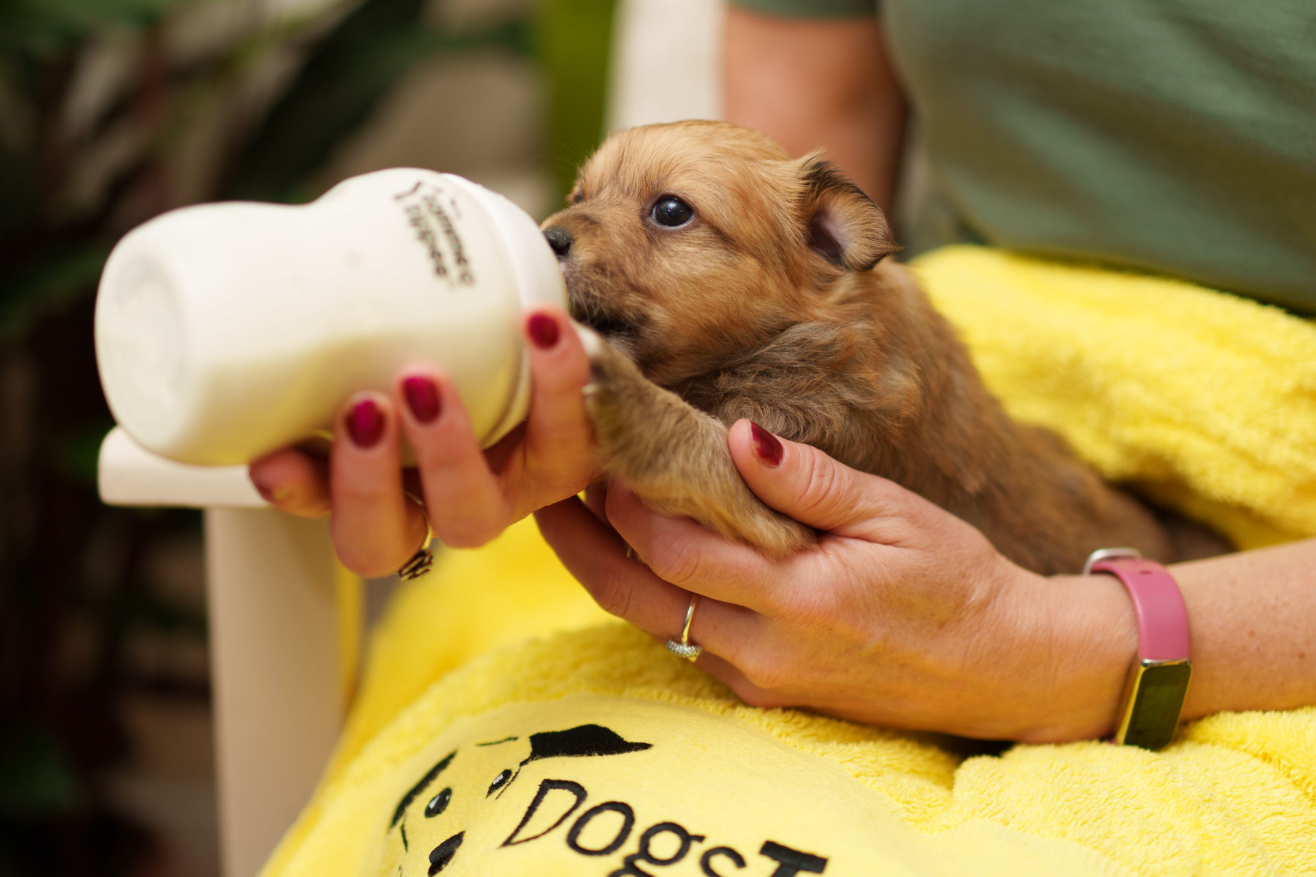 A four-week-old puppy who is being hand reared in Dogs Trust Ireland.