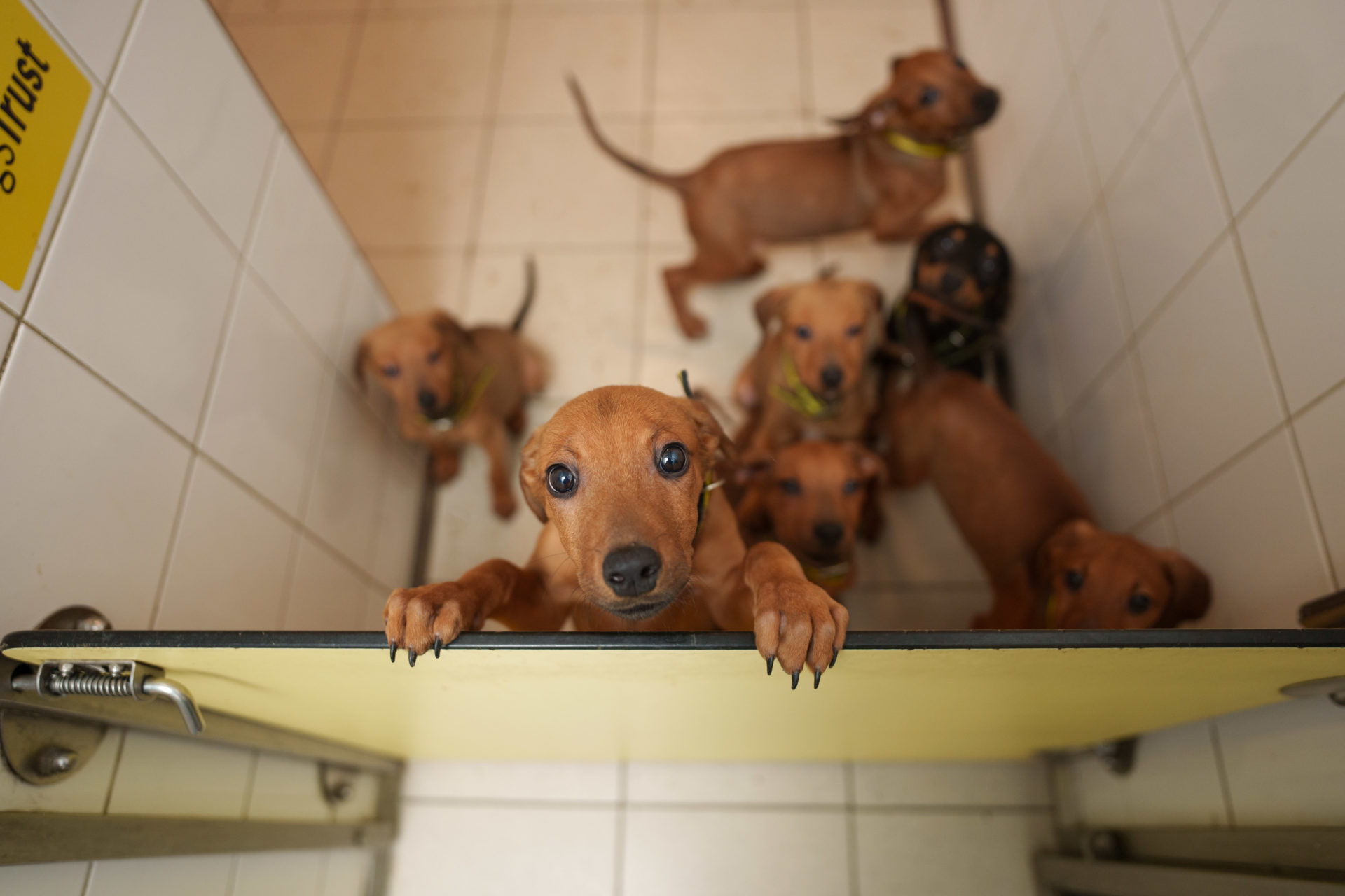 A litter of 10-week-old cross puppies in Dogs Trust Ireland.