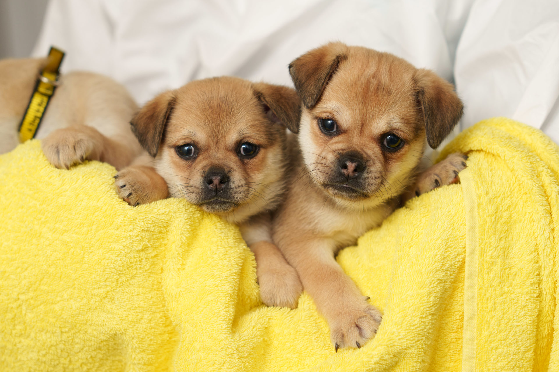 A litter of 10-week-old cross puppies in Dogs Trust Ireland. Image: Fran Veale