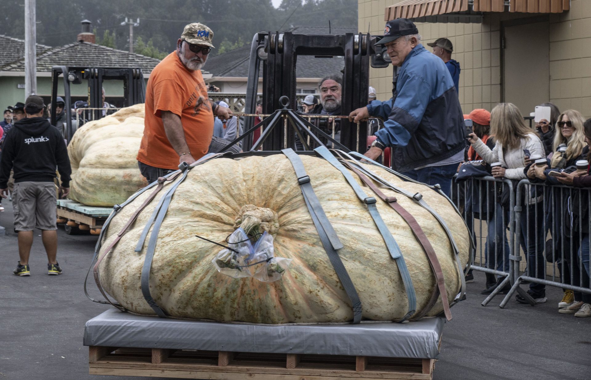 Travis Gienger's pumpkin is forklifted to be weighed at the World Championship Pumpkin Weigh-off in California.