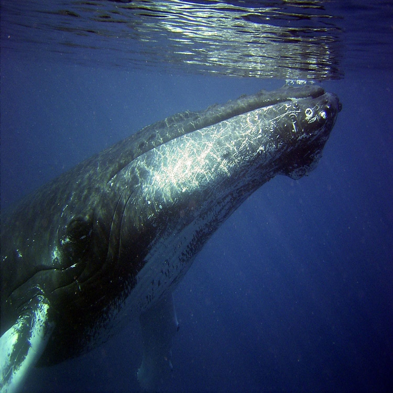 Can Humpback whales be altruistic? | Newstalk