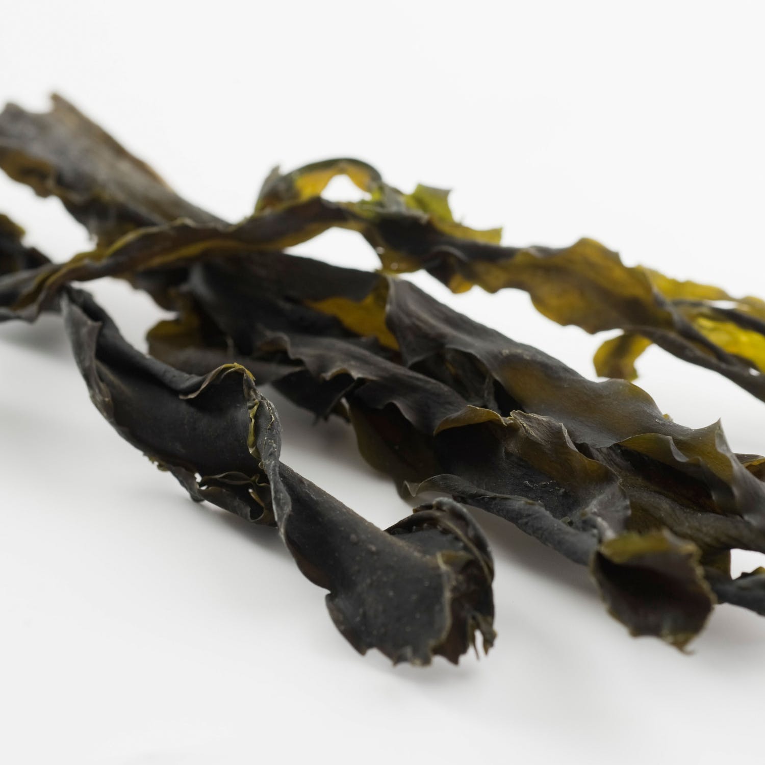 Newport Magic Seaweed 10 - vsnexj1