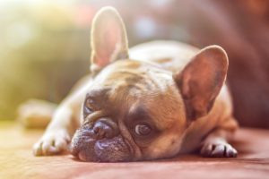 dogs. Image shows a French bulldog lying down.