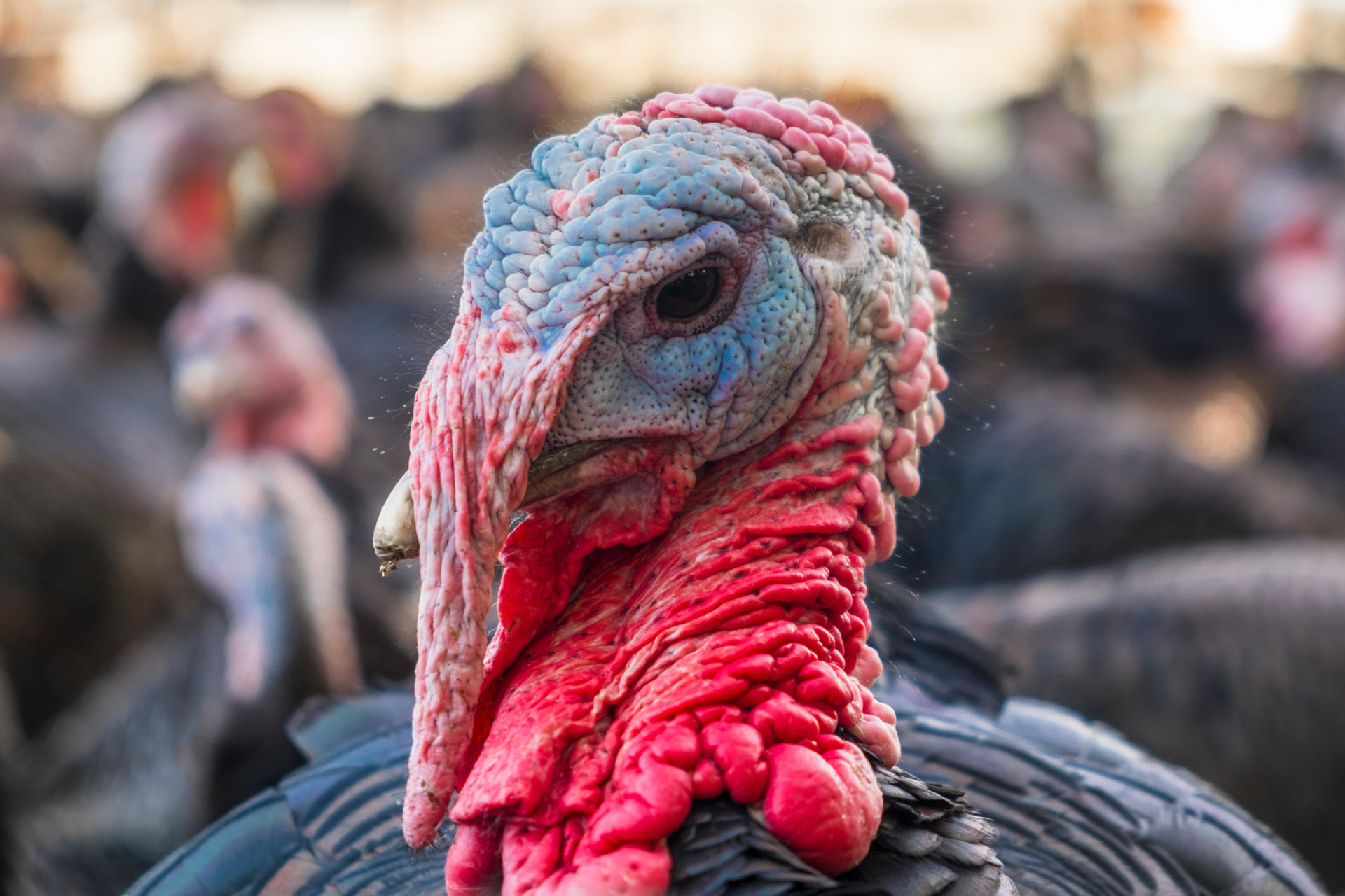 A free-range turkey on a farm, 27-11-19.