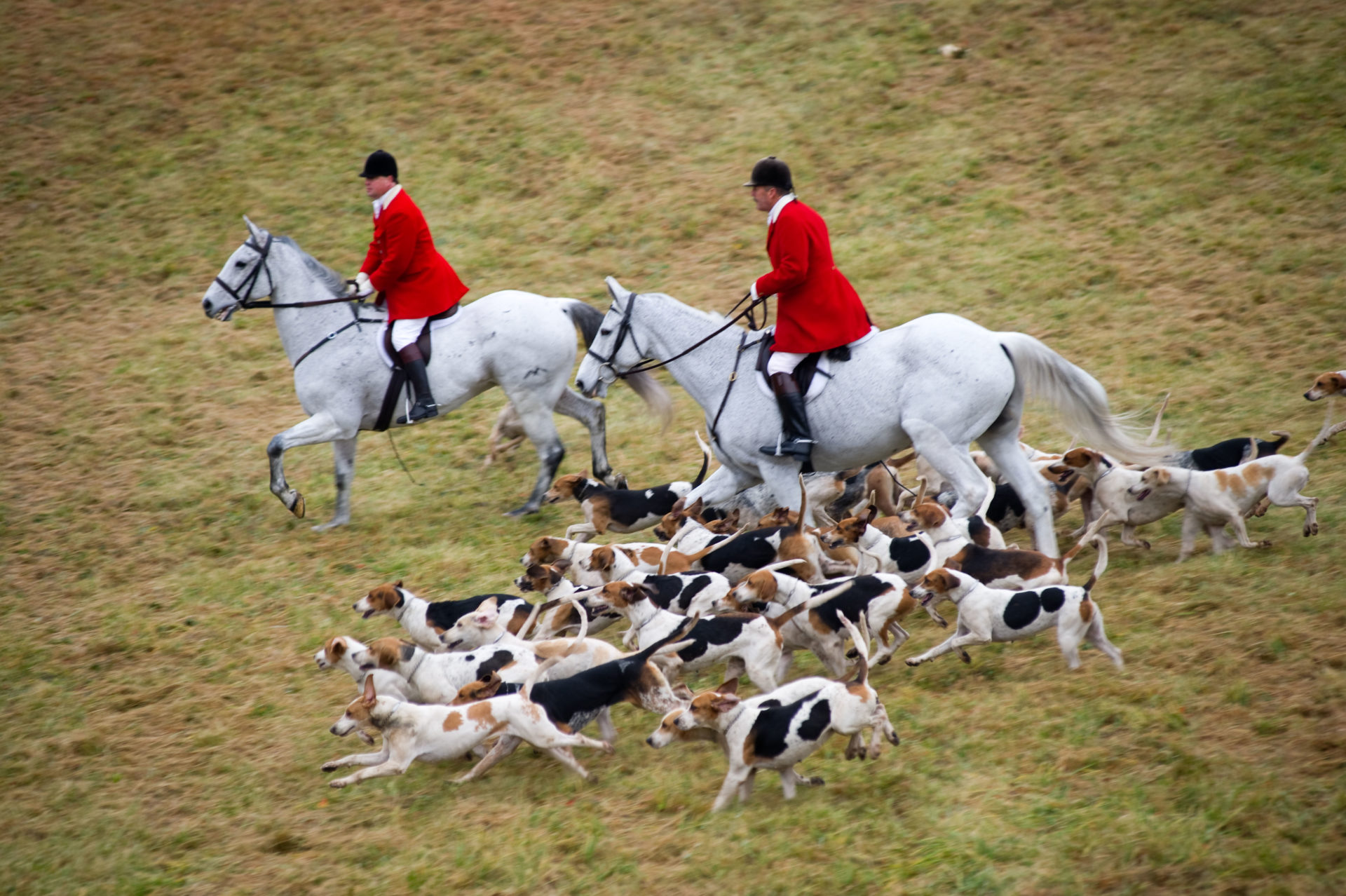 fox-hunting-needed-because-animals-have-no-lovely-nursing-home-to