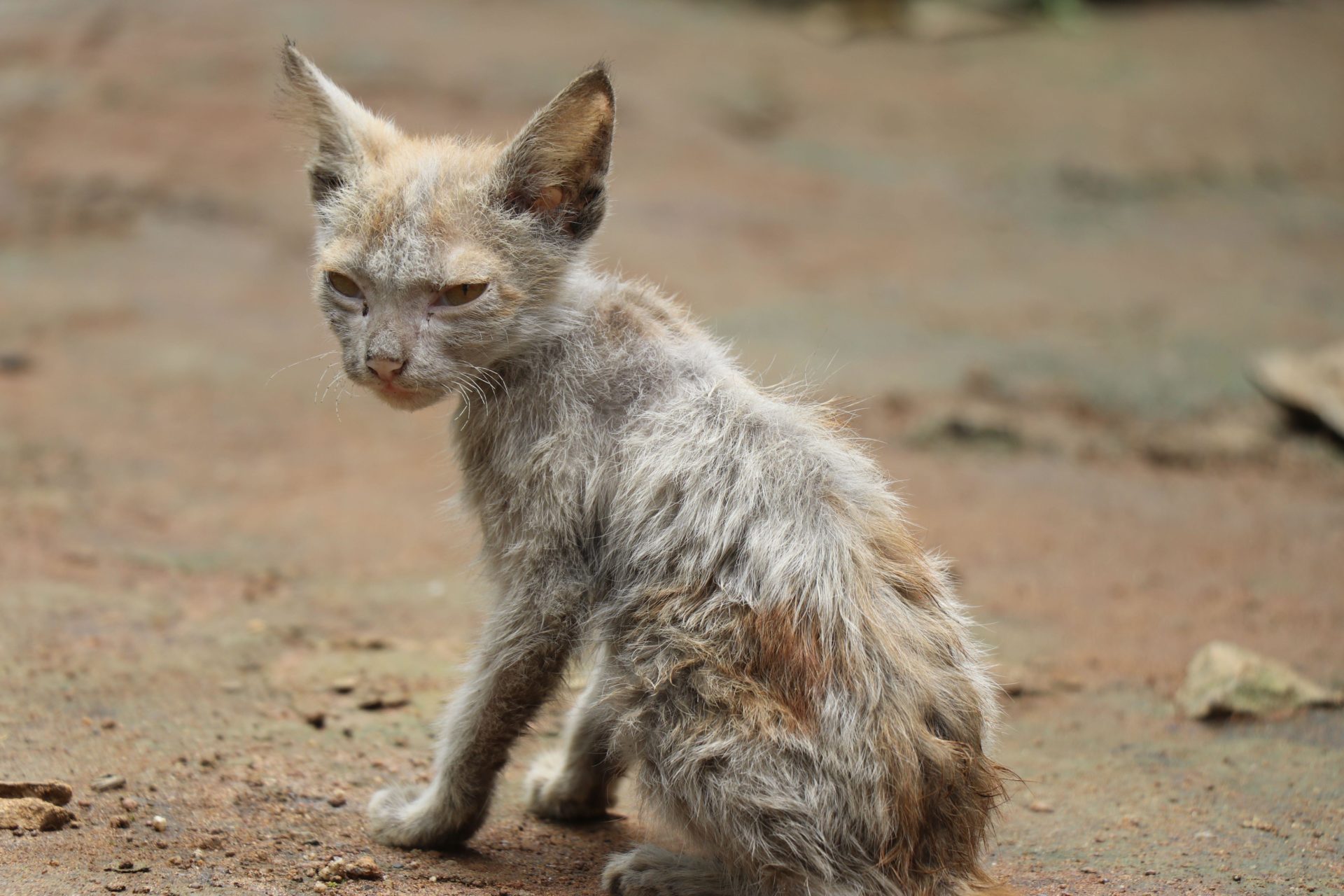 Woman who starved her cat to death banned from owning pets | Newstalk