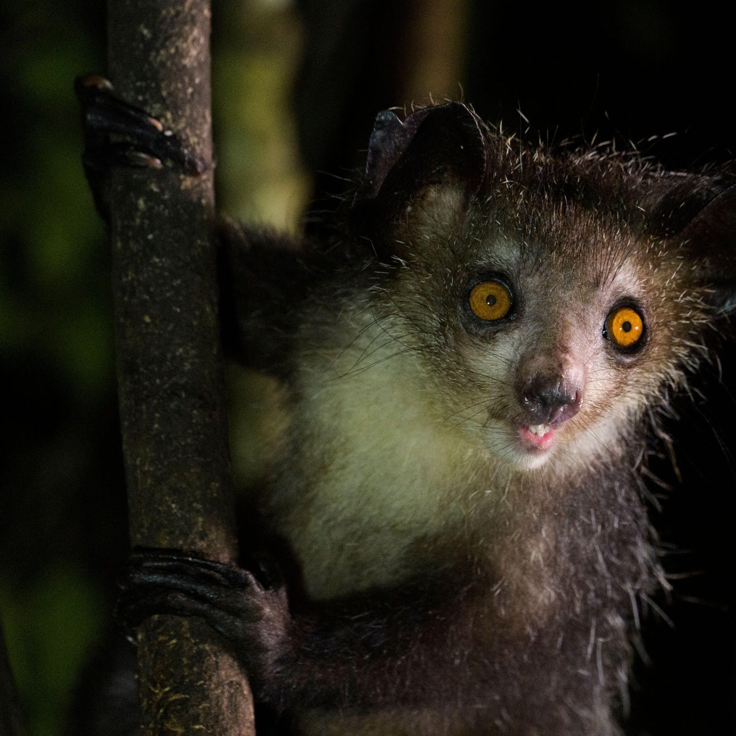 Green Scene: The amazing aye-aye and its incredible hands! | Newstalk