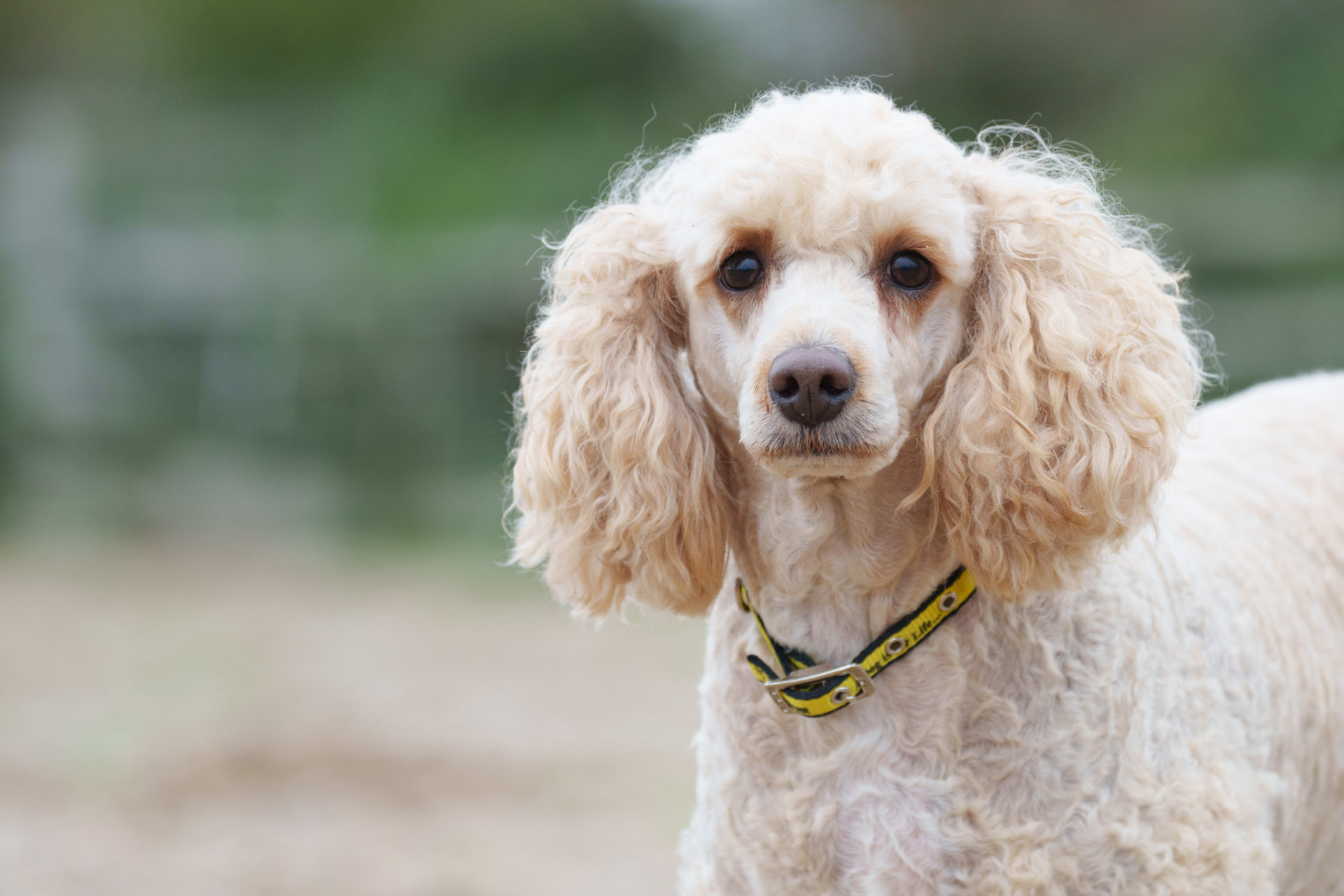 Mollie, a six-year-old Poodle, who was cared for by Dogs Trust Ireland after she was rescued form a puppy farm.