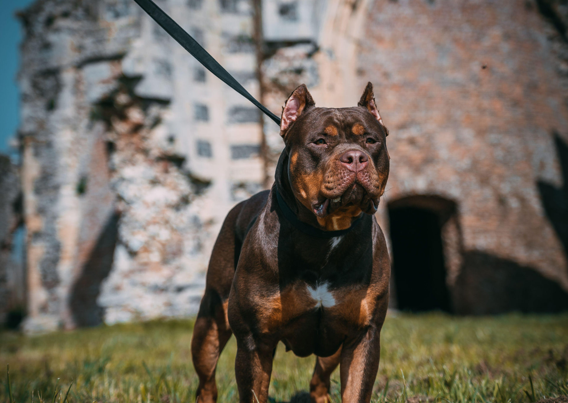 File photo of a dark brown XL Bully dog.