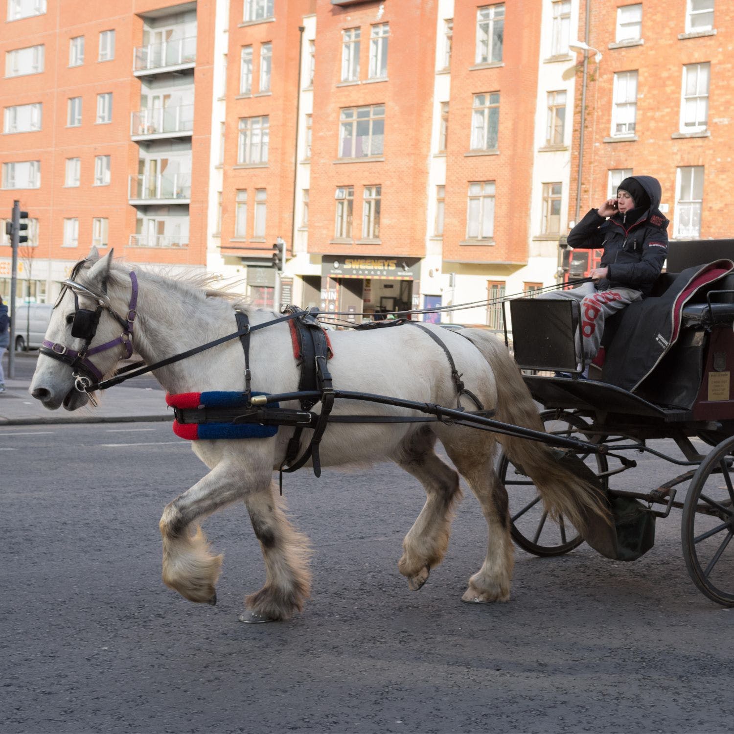 'Animals are not ours to abuse' Calls to ban horse drawn carriages