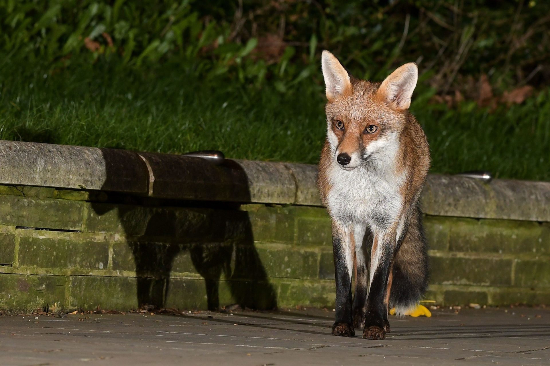 Shutting off street lights at night could help urban wildlife - Vimarsana News