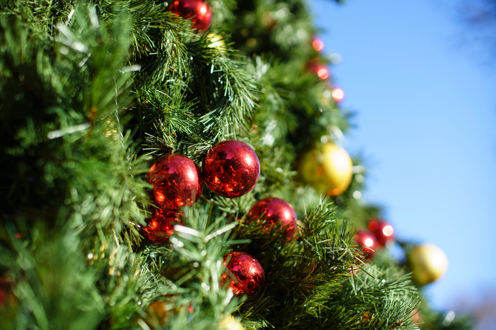 Here's Where To Recycle Your Christmas Tree In Dublin | SPIN1038