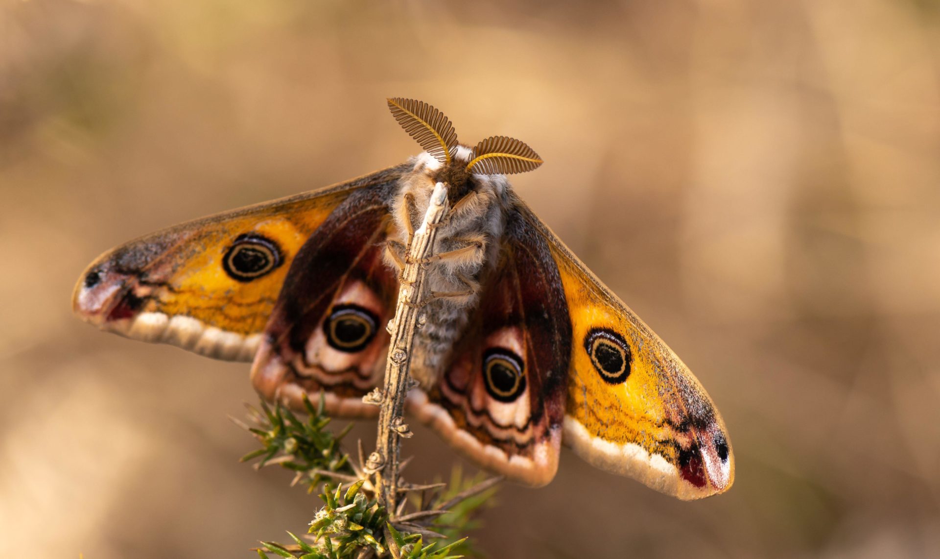 An Emperor Moth settled on a tree branch. 
