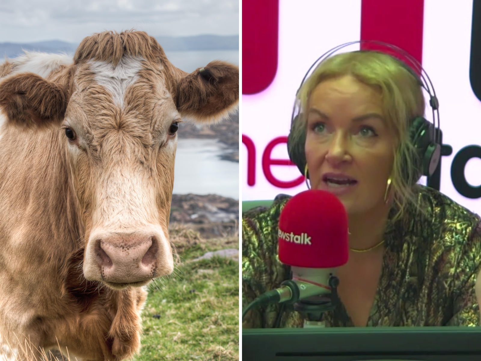 ciara-kelly-national-herd-cuts-hand-cattle-industry-to-other-countries