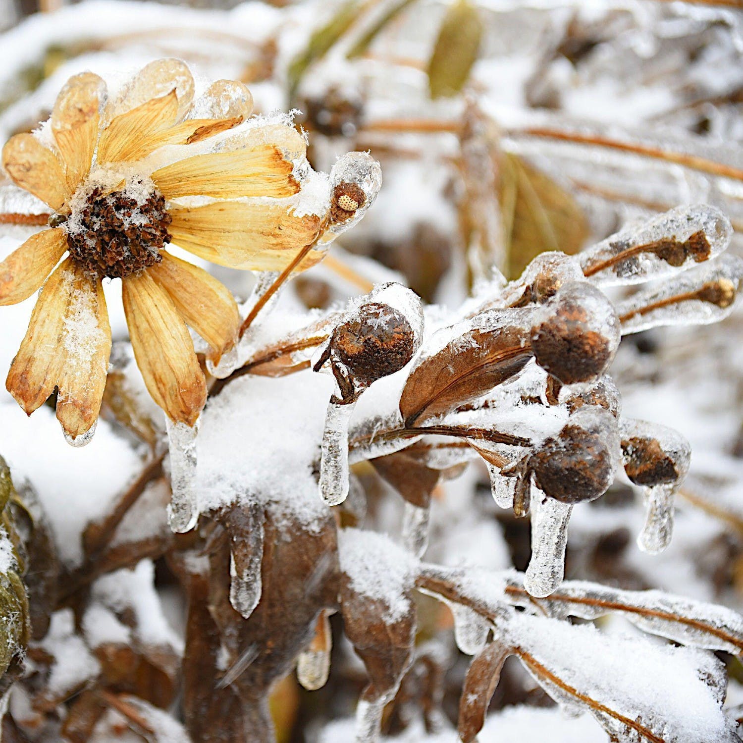 Gardening How to care for frostbitten plants Newstalk
