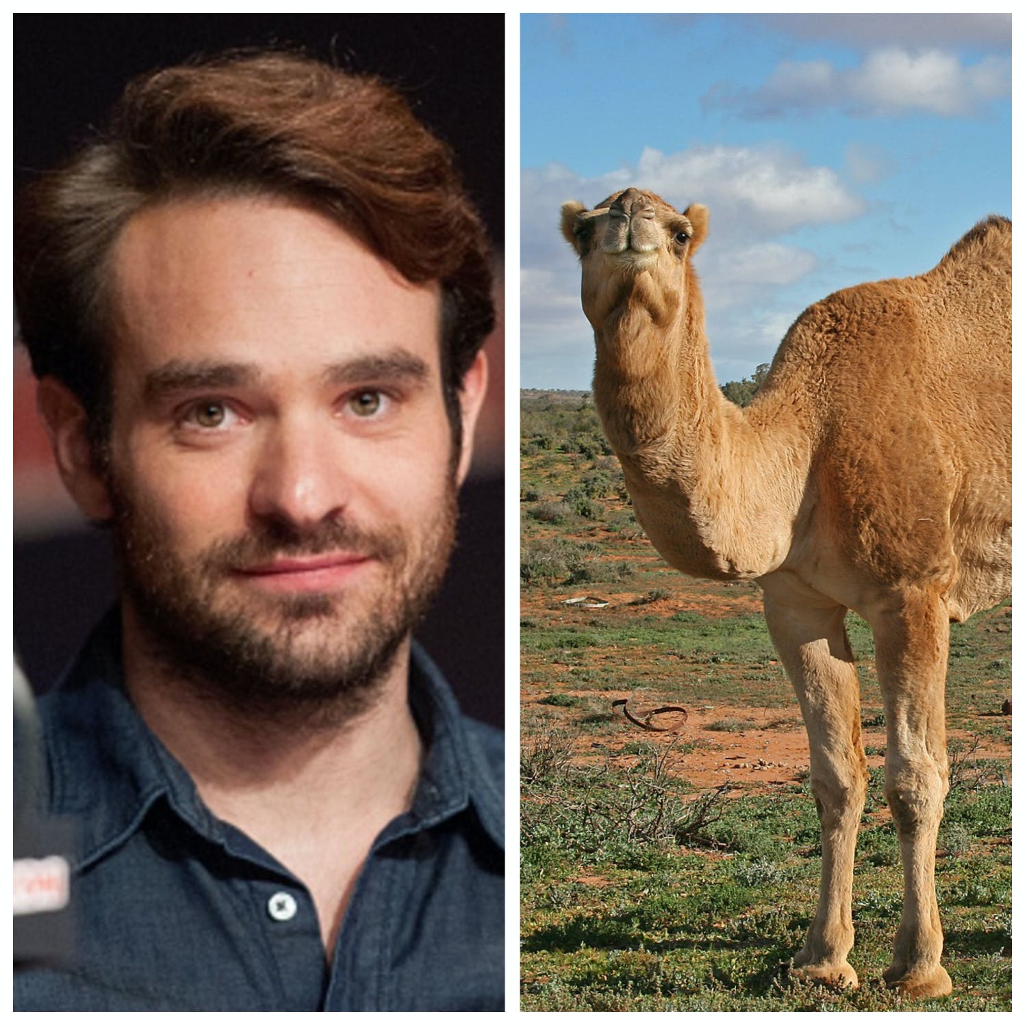 Why Don't We Have Camels In Our Cribs, And What To Do If You Get Your