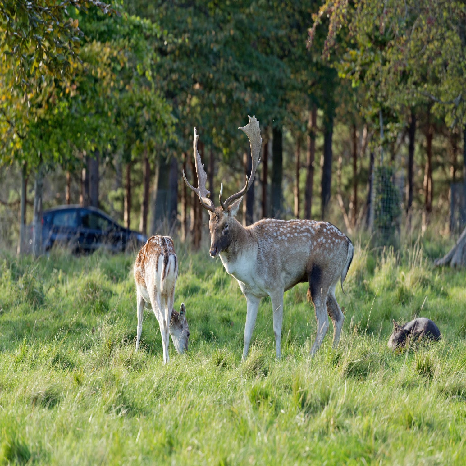 With deer numbers on the rise, is culling the solution? | Newstalk