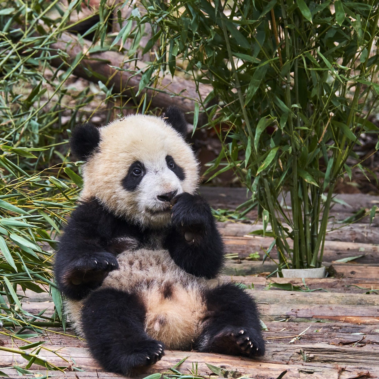 Green Scene: Giant pandas as pioneers of vegetarianism | Newstalk