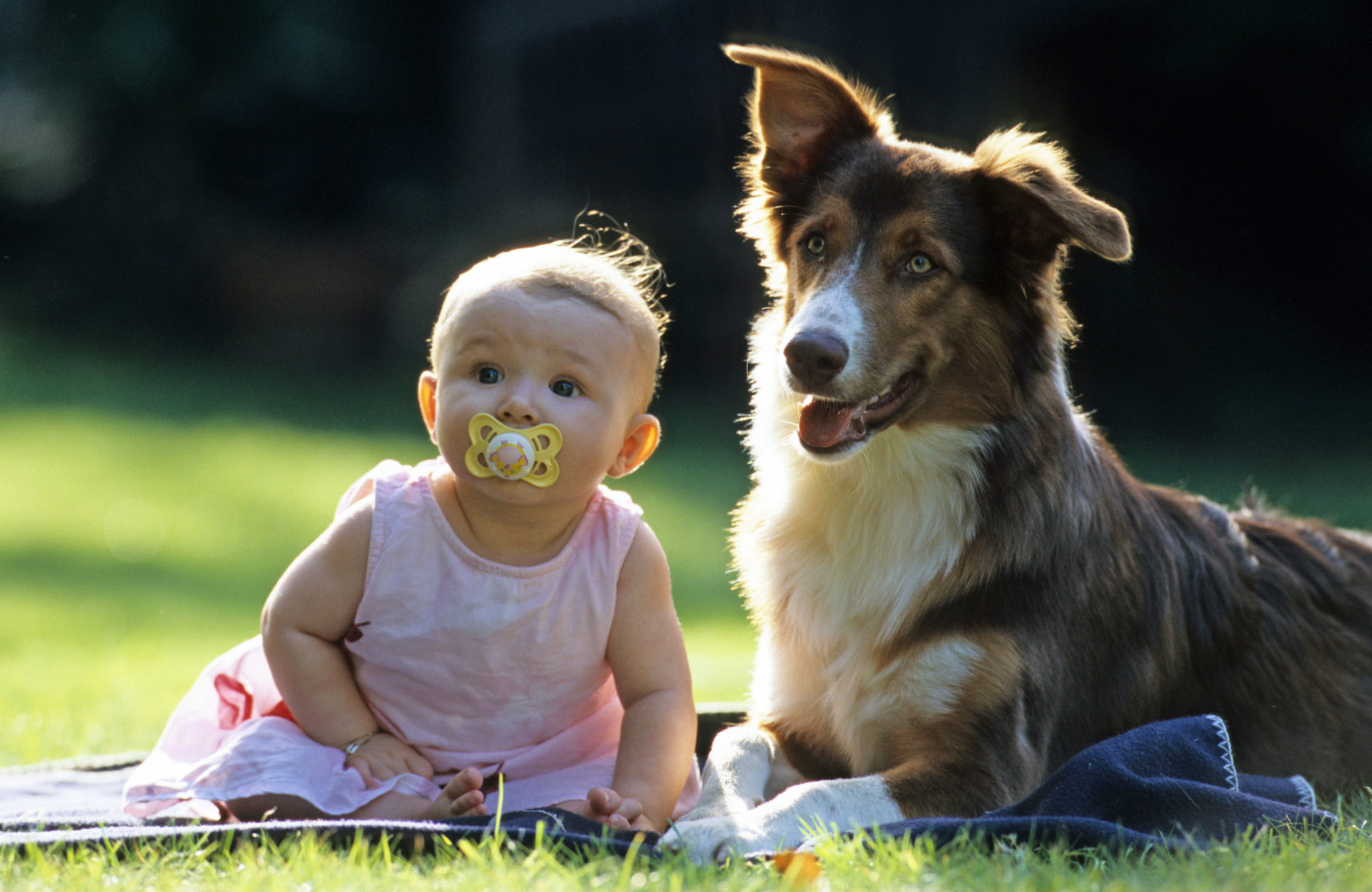 Australian Shepherd on the lawn with a baby. Image: WILDLIFE GmbH / Alamy