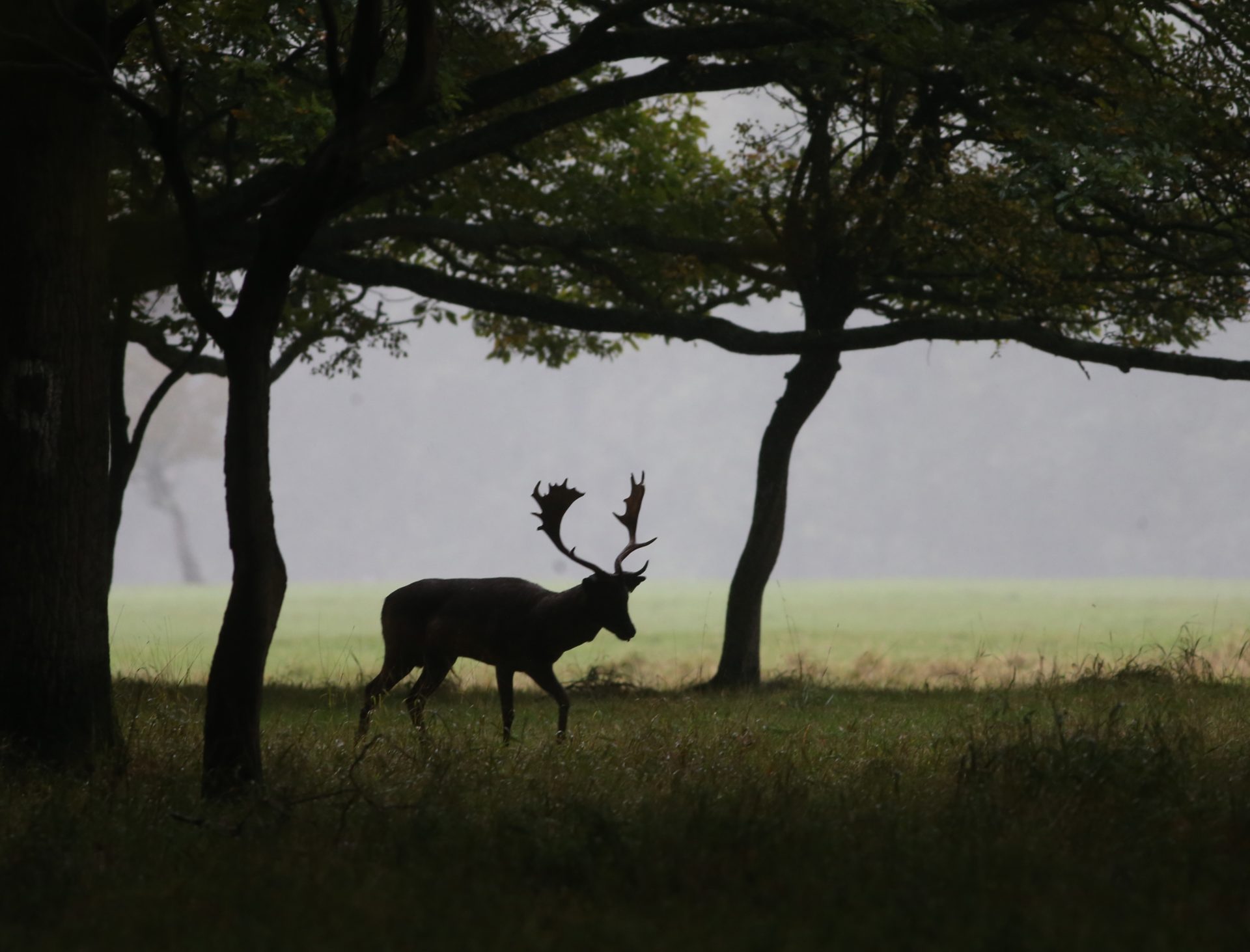 Fallow Deer are seen in the early morning in Dublin's Phoenix Park in October 2022.