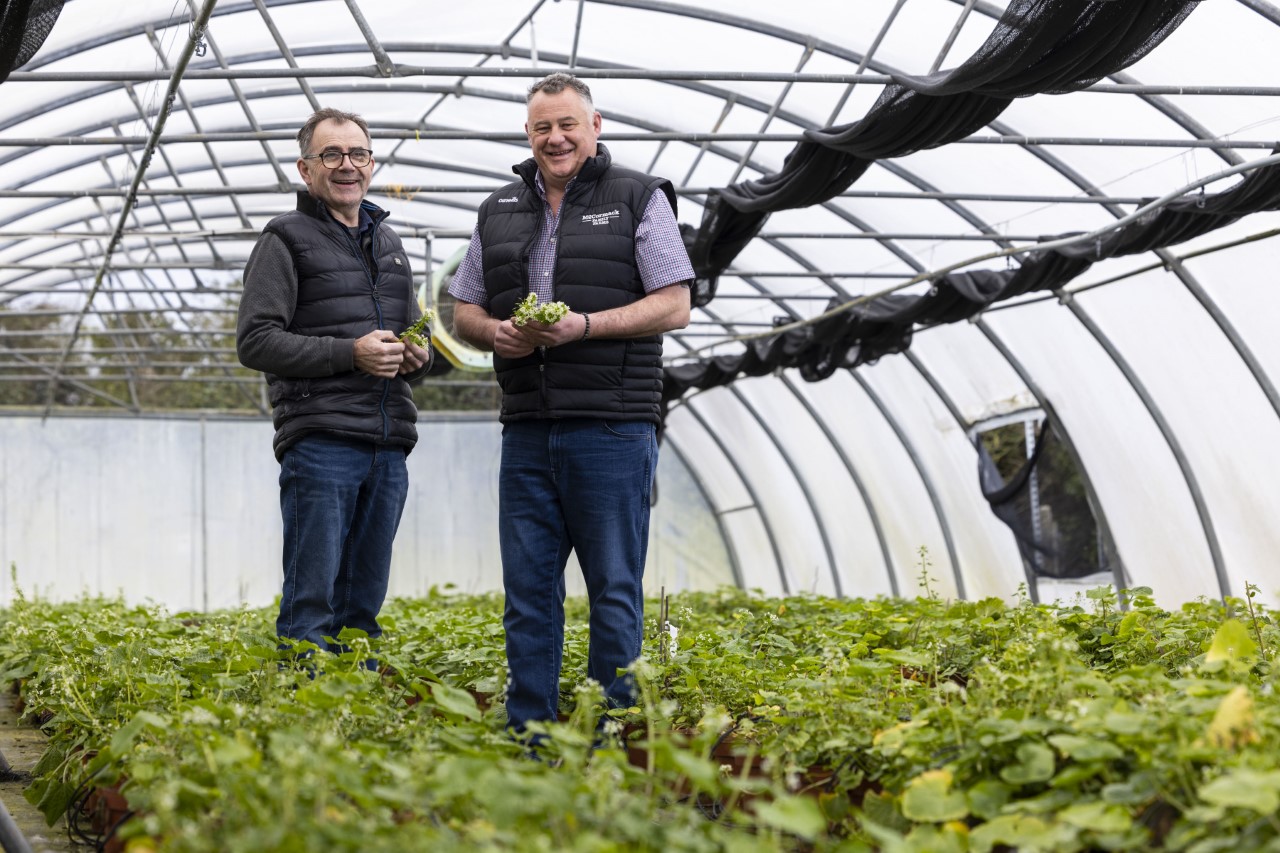 Irish wasabi growing on McCormack Family Farms