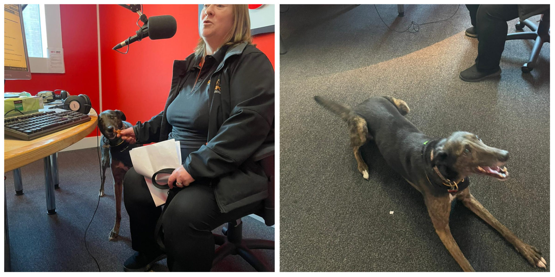 This New Scheme Is Encouraging Workplaces To Have 'Pet-Friendly' Offices - Vimarsana News