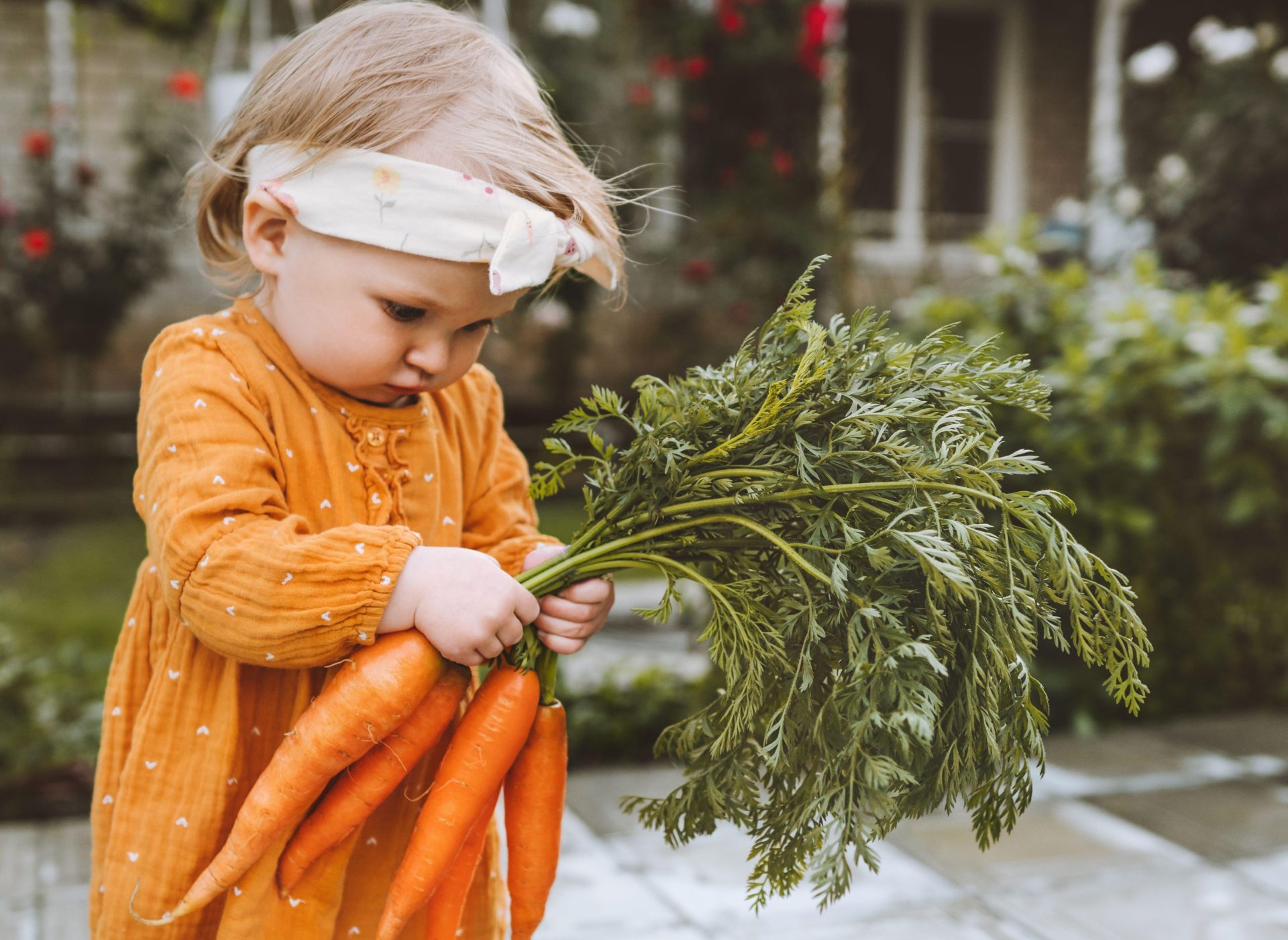 A baby girl holding carrots in a garden.