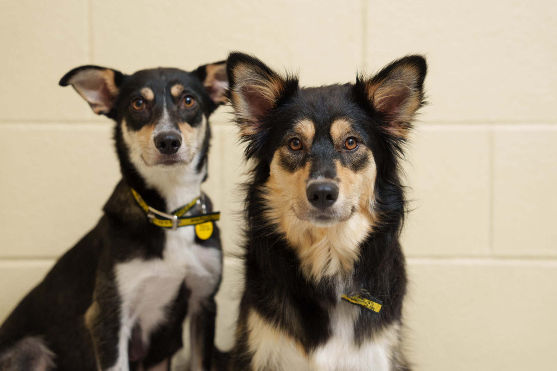One-year-old Collie sisters, Serena and Venus, were recently surrenders to the Dogs Trust Ireland. 