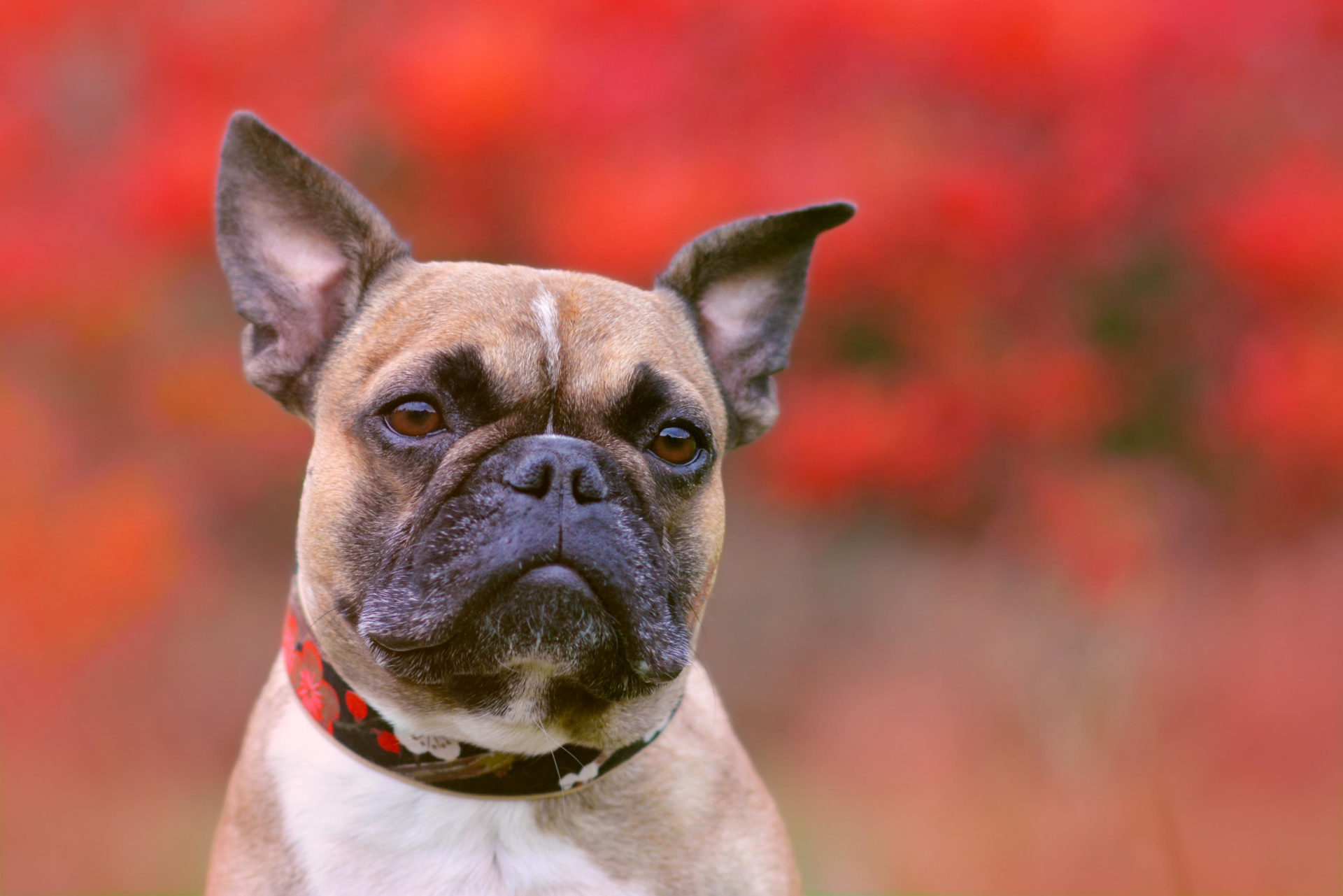 A fawn French Bulldog dog with black mask and pointy ears in March 2019