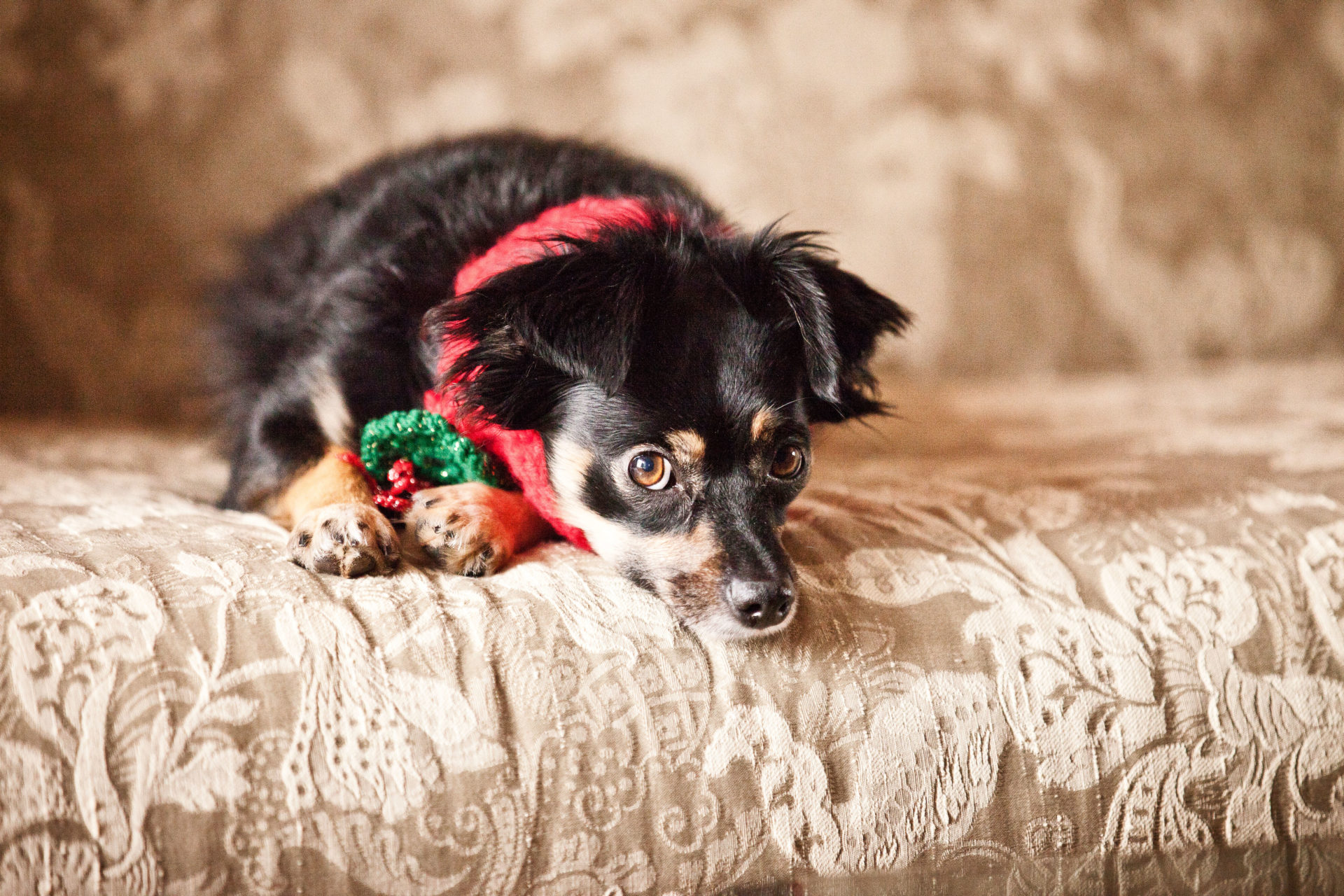 Portrait of a dog wearing a scarf. Image: Stephen Flint / Alamy