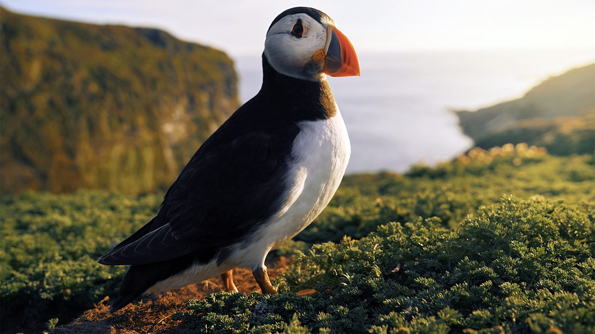 A Puffin is seen on Wild Isles