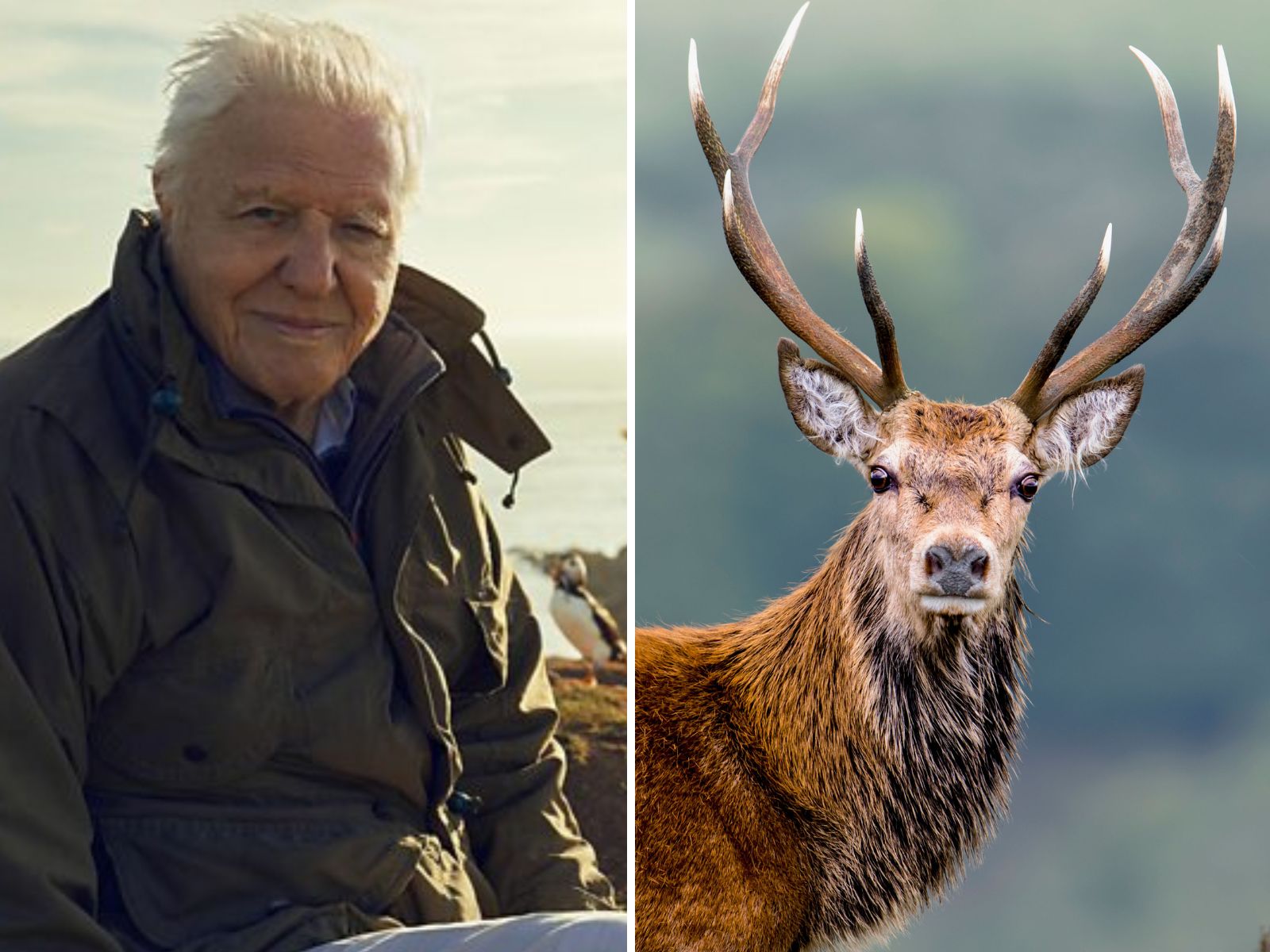 Wild Isles Showcases powerful Spectacle Of Red Deer Stags In