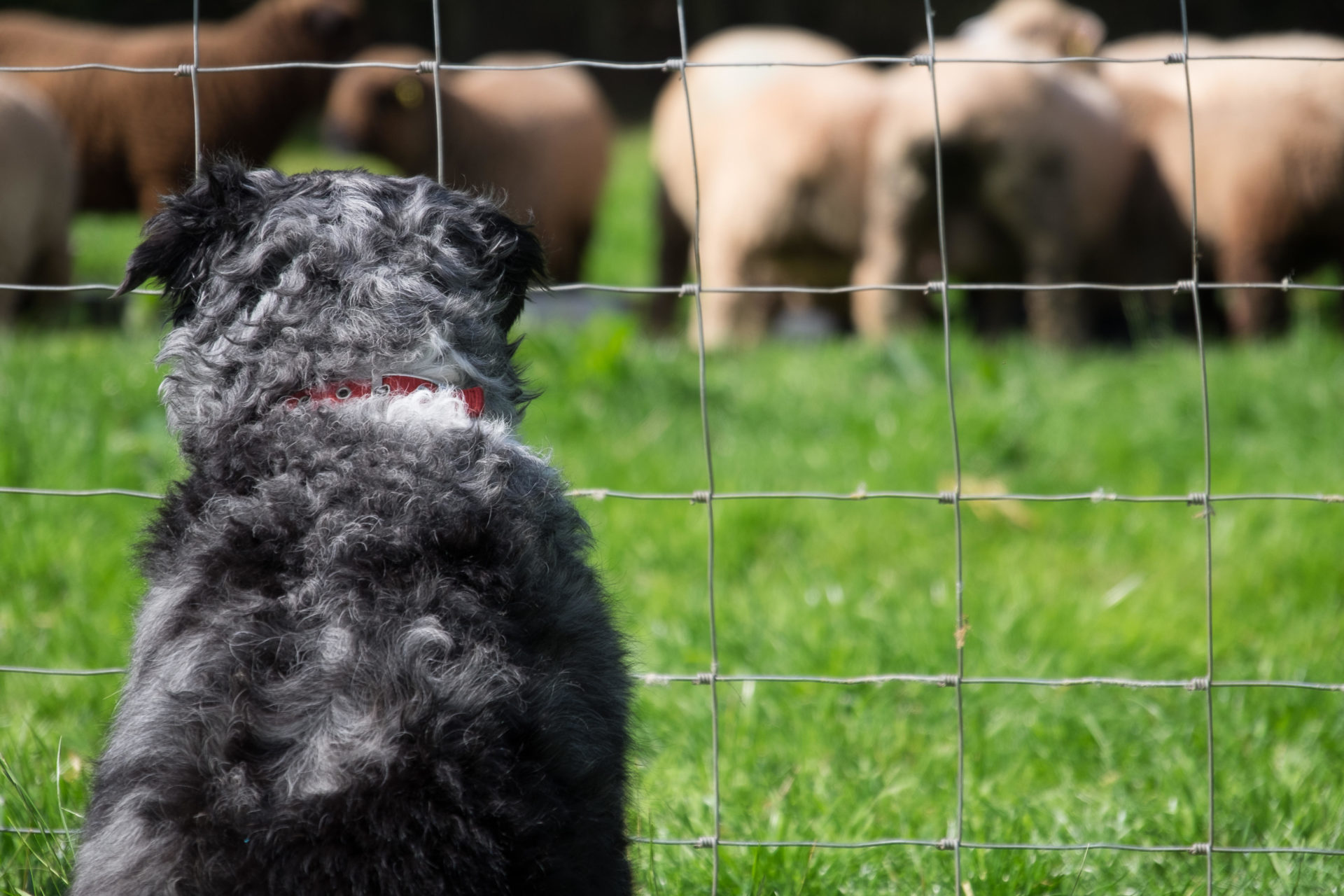 Main image shows a Sheepdog watching sheep from behind a wire fence.