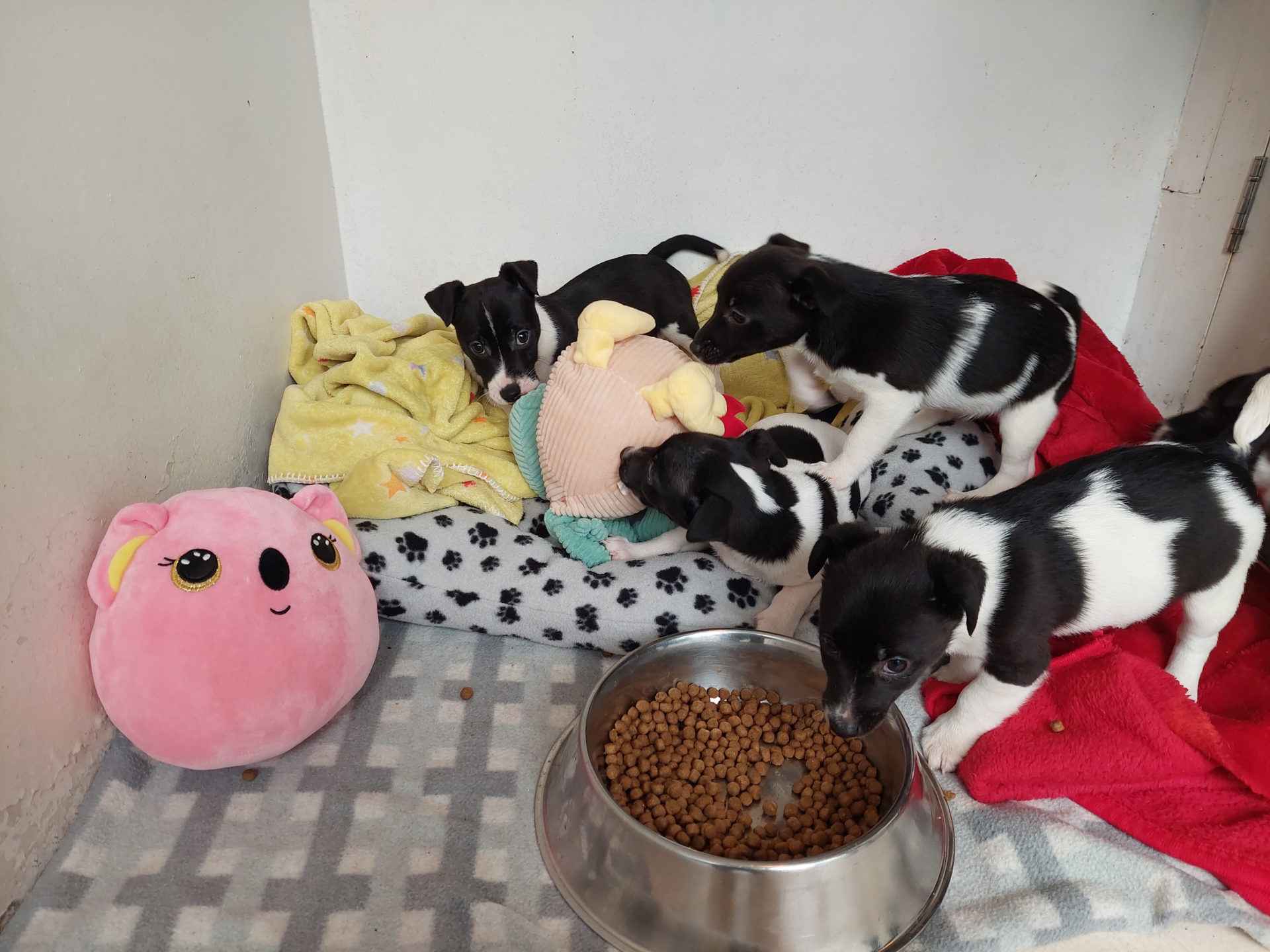 Puppies in ISPCA after being abandoned in Longford.