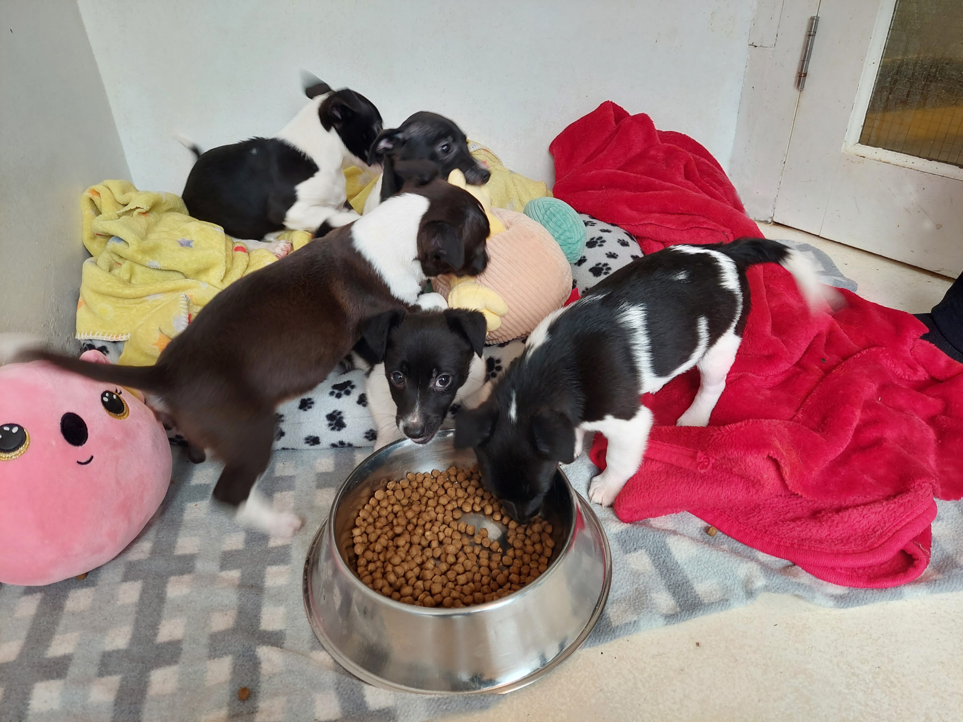 Puppies in ISPCA care after being abandoned in Longford.