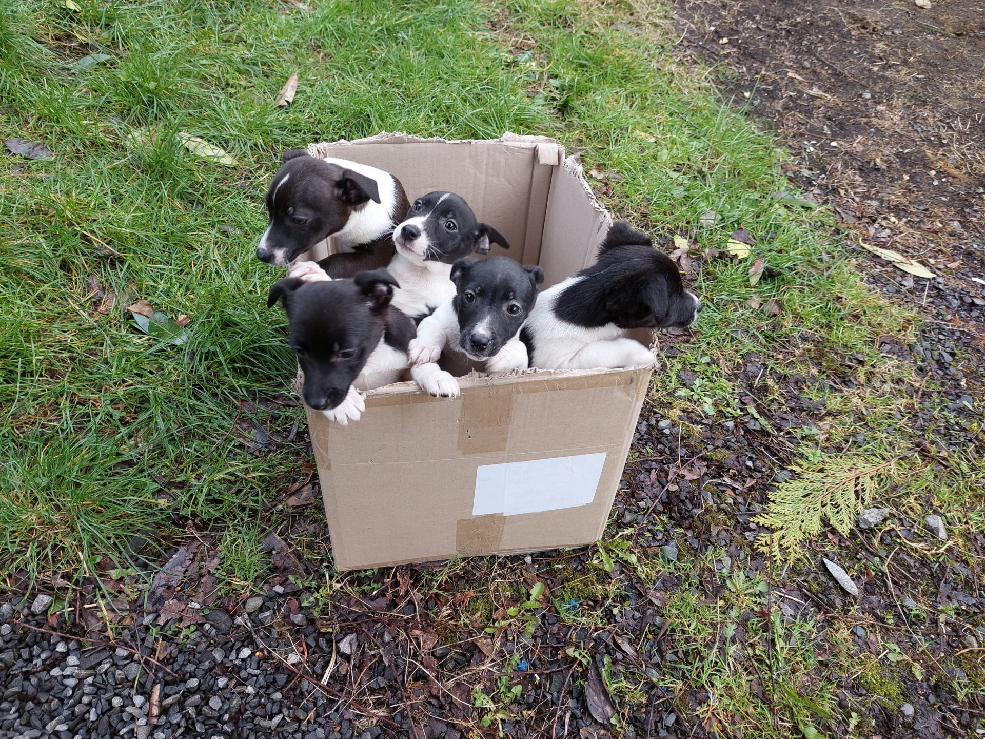 Puppies abandoned in Longford