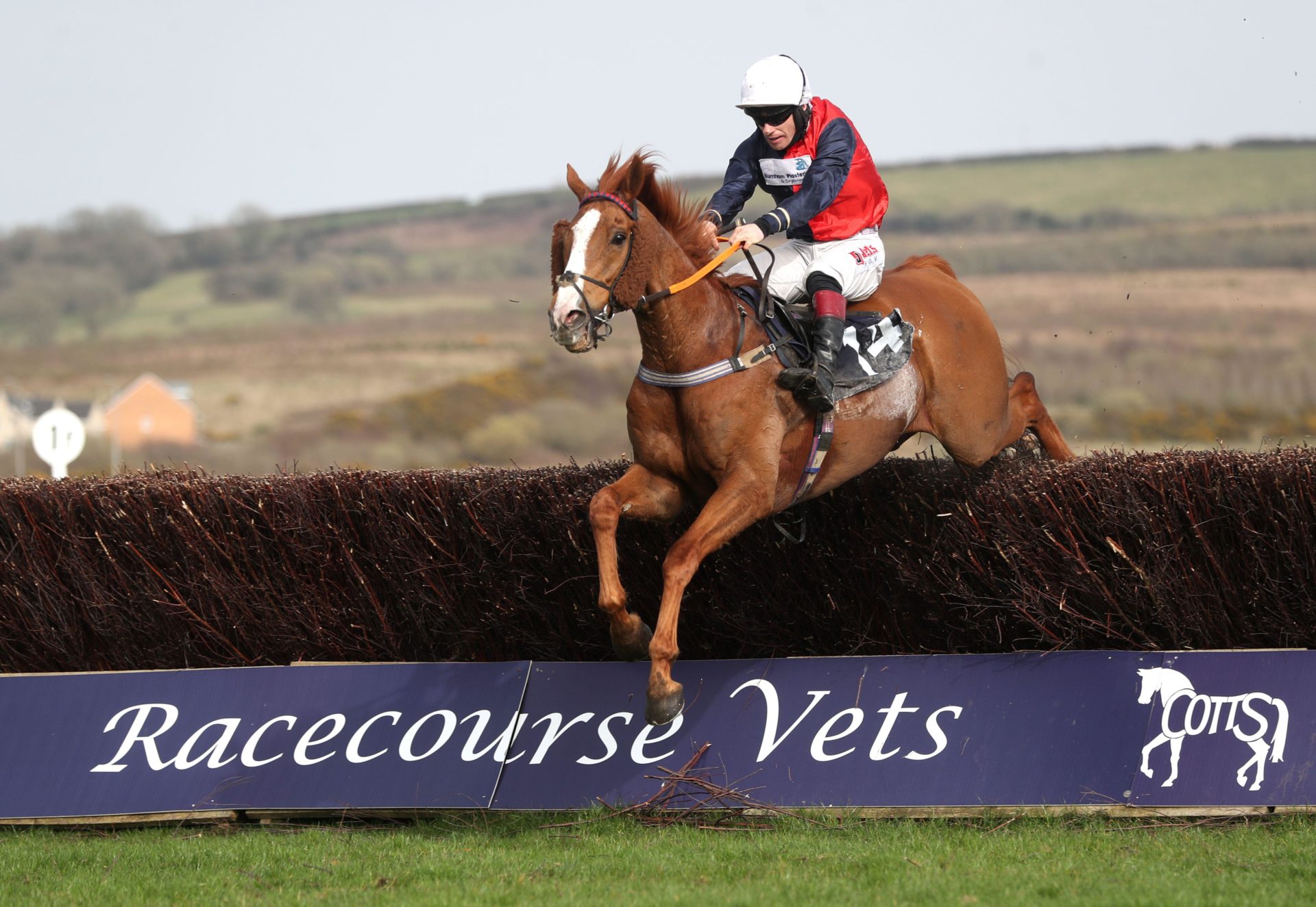 Animal rights protestors to blame for race horse's death trainer